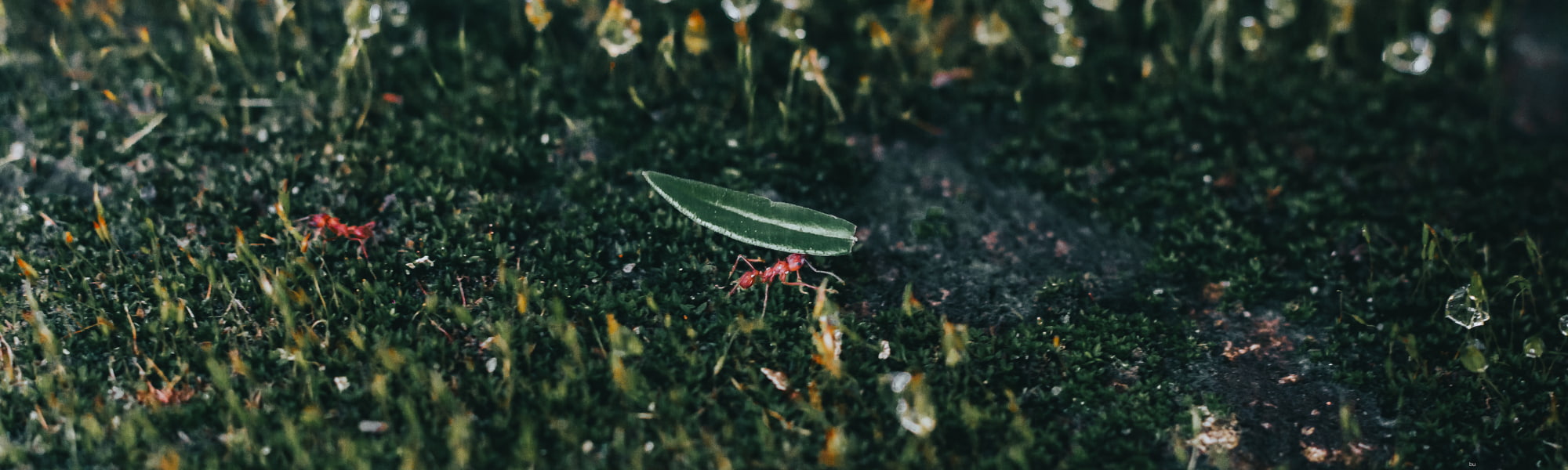 ovunque ascolta ecopoetiche