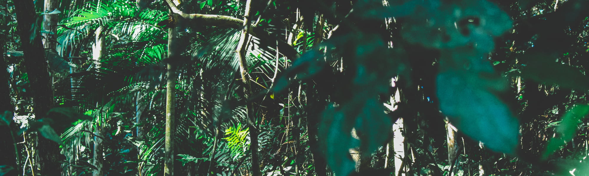 foresta